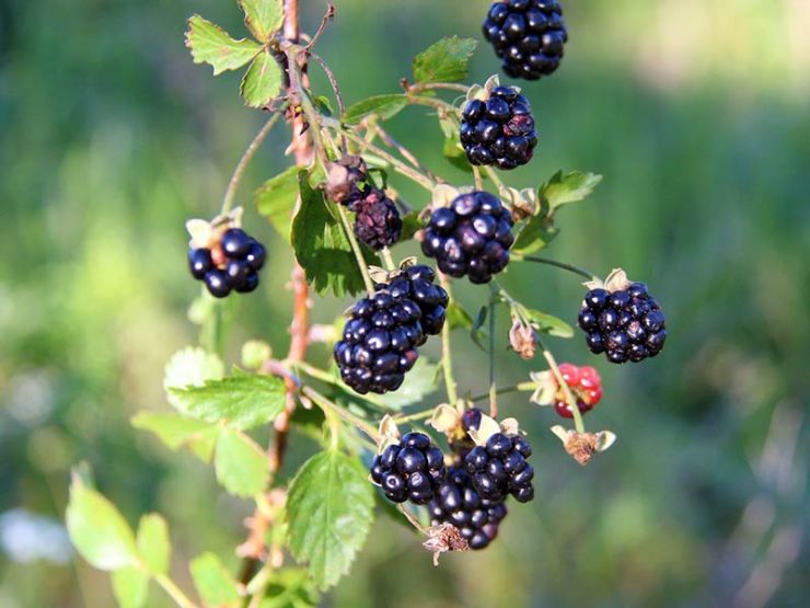 103352_com_190625_Blackberries1_lb-L