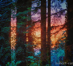 Photo-Contest-2013-HM-Robert_Earle-ThroughTheRedwoods-large-300x270
